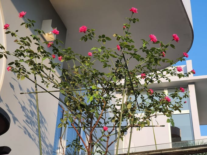 Vũ Thu Phương đặc biệt yêu thích hoa hồng mẫu đơn bởi hương thơm của chúng. Khu vườn được cô trồng loại hồng này với nhiều màu sắc khác nhau.