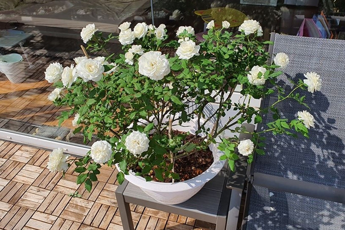 Hoa hồng trắng trổ khá nhiều bông khiến chân dài họ Vũ thích thú