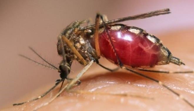Cách phòng virus Zika hiệu quả nhất là chủ động giảm những hoạt động tiếp xúc giữa muỗi và con người.