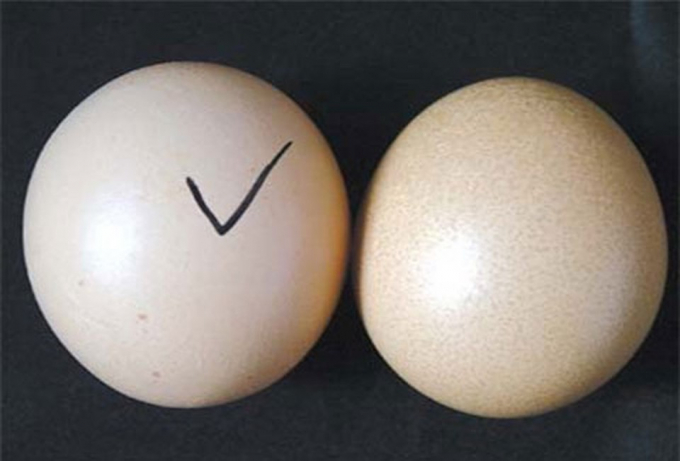 Dùng bút bi vẽ lên trứng nếu là trứng gà ta thì sẽ lau được nét vẽ còn trứng gà tẩy trắng thì không lau được vết mực.