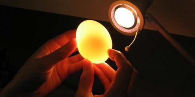 Cầm quả trứng gà soi qua bóng đèn.