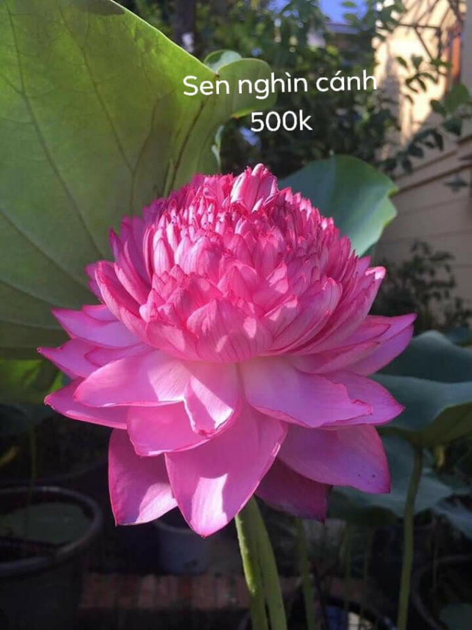 Nếu như sen Việt Nam chỉ mùa hè mới có hoa, thì giống sen ngoại mới này có ưu điểm ra hoa quanh năm. Ảnh: Facebook.