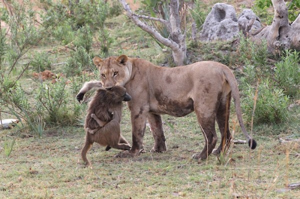 Trong chuyến đi tới Botswana, nhiếp ảnh gia Evan Schiller bắt gặp một đàn khỉ đầu chó di chuyển qua bụi cây rậm rạp dưới mặt đất để kiếm ăn. Bất ngờ bị đàn sư tử phục kích, một con khỉ đầu chó mẹ đang ôm con đã bị giết chết bởi những kẻ săn mồi.