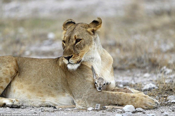Sư tử cái liếm sạch cho linh dương con, đùa nghịch với nó, đồng thời bảo vệ con vật bé bỏng trước những con sư tử khác.