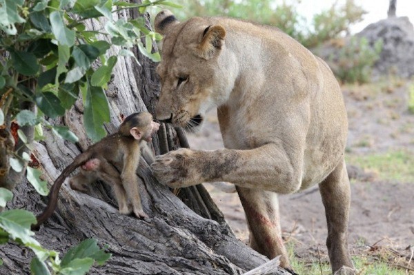 Sư tử bắt lấy khỉ đầu chó non, dành cho nó những cử chỉ âu yếm như với con non của mình.