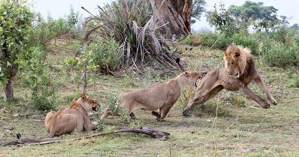 Thậm chí con sư tử này còn vùng lên xua đuổi khi một con sư tử đực có ý định nhăm nhe khỉ đầu chó con làm con mồi.