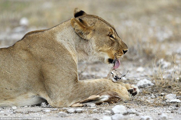 Nhiếp ảnh gia người Mỹ Gordon Donovan đã ghi lại được những hình ảnh đặc biệt này tại Vườn Quốc gia Etosha ở Namibia, khi một con sư tử cái âu yếm linh, thậm chí còn tìm cách che chở linh dương con.