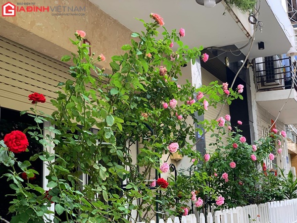 Vườn hồng đủ sắc màu gia đình chị Hiền