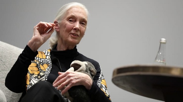 Nhà nhân chủng học Jane Goodall.