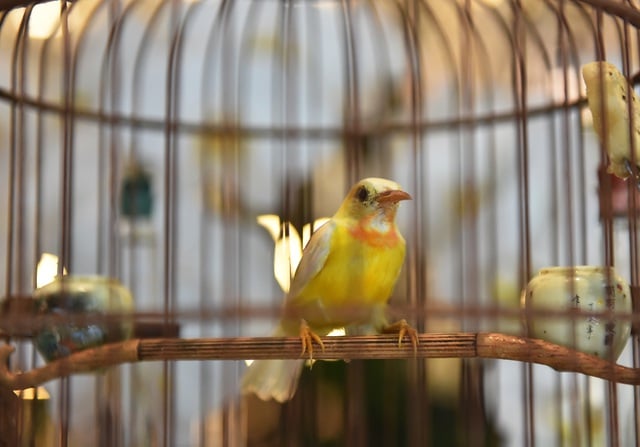 Ngoài có giọng hát trời phú, chú chim còn sở hữu bộ lông tuyệt đỉnh với 10 màu sắc khác nhau như trắng, hồng, vàng, cam, bạch....