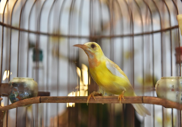 Cứ 7 giờ sáng là chú chim được tắm nắng theo chế độ đặc biệt và bổ sung chất dinh dưỡng