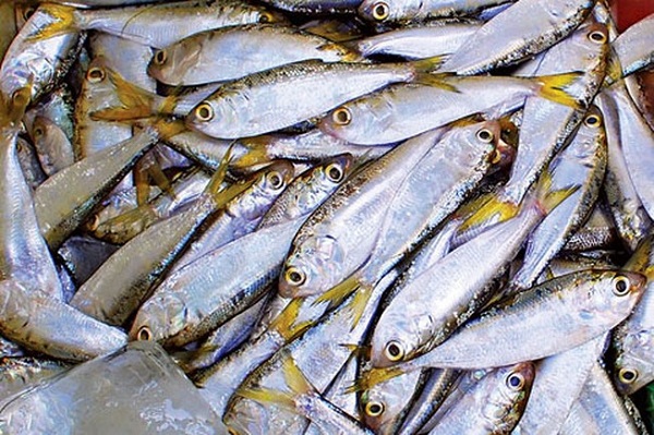 Cá mòi giàu omega-3 và vitamin B12 tốt cho mẹ bầu