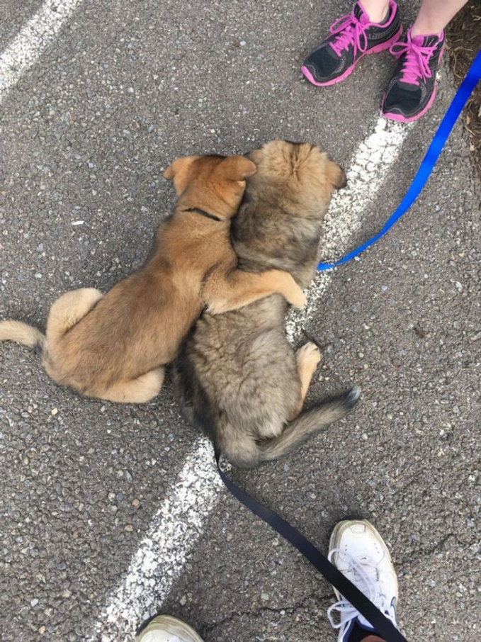 Hai chú chó đang động viên nhau trước khi đến gặp bác sĩ thú y.