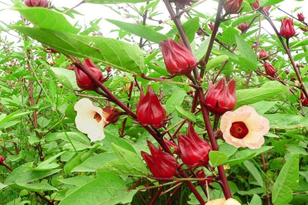 Hạt atiso đỏ còn có tên gọi khác là hoa bụp giấm 