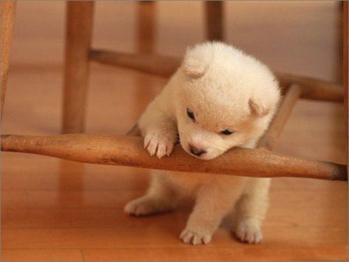 Tuổi Tuất: Công việc của người tuổi Tuất hôm nay được mọi người chung tay giúp đỡ nên được hoàn thành rất nhanh chóng và thuận lợi. Hãy cảm ơn mọi người vào cuối ngày nhé.