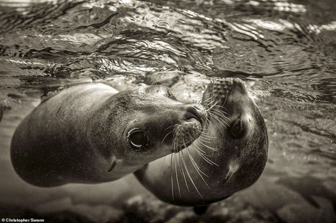 Khoảnh khắc đáng yêu khi hai con sư tử biển non chơi đùa cũng được nhiếp ảnh gia ghi lại.