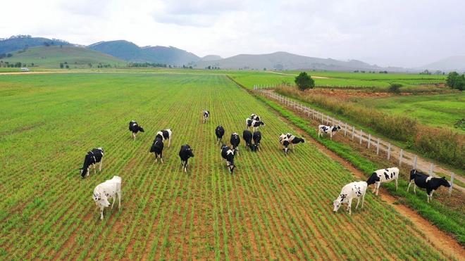  Tổ hợp trang trại bò sữa Organic của Vinamilk với quy mô 24.000 con tọa lạc trên cao nguyên Xiêng Khoảng (Lào)
