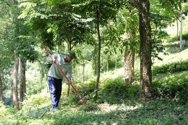 Tại khu di tích lịch sử Pác Bó, Cao Bằng, cây xanh do chương trình “Quỹ 1 triệu cây xanh cho Việt Nam” trồng tặng luôn được chăm sóc cẩn thận, chu đáo