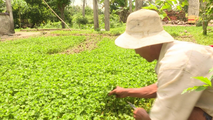 Nông dân xã Vĩnh Thanh tận dụng đất vườn tạp và đất trống quanh nhà để trồng rau má.