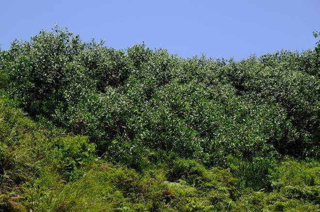 Rừng keo của hộ dân tại tỉnh Cao Bằng được Quỹ 1 triệu cây xanh cho Việt Nam và Vinamilk tặng cây giống, đến nay đã vươn lên xanh mướt. 