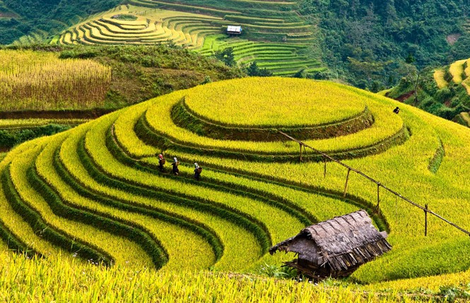 Xã Tú Lệ là một thung lũng thuộc huyện Văn Chấn, Yên Bái, nổi tiếng với những thửa ruộng bậc thang vàng ươm tháng 10, mùa lúa chín. Đây là 1 trong những điểm dừng chân yêu thích dành cho những ai bị lôi cuốn bởi vẻ đẹp thiên nhiên.