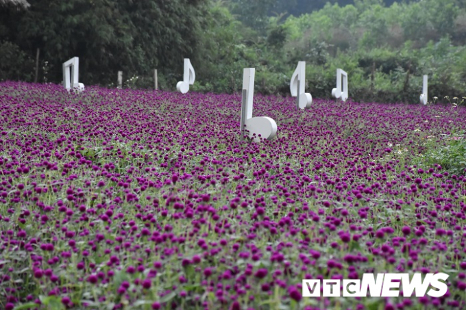 Trên nền sắc tím trải dài ở Thung lũng hoa Yên Tử được điểm xuyết bởi những nốt nhạc khiến xứ sở này càng trở nên thơ mộng.