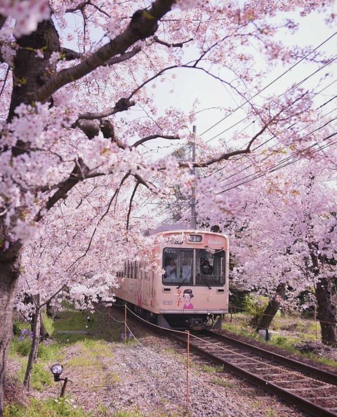 Tuyến tàu điện Keifuku Randen, địa điểm ngắm hoa anh đào nổi tiếng ở Kyoto, hàng năm thu hút rất nhiều khách du lịch.
