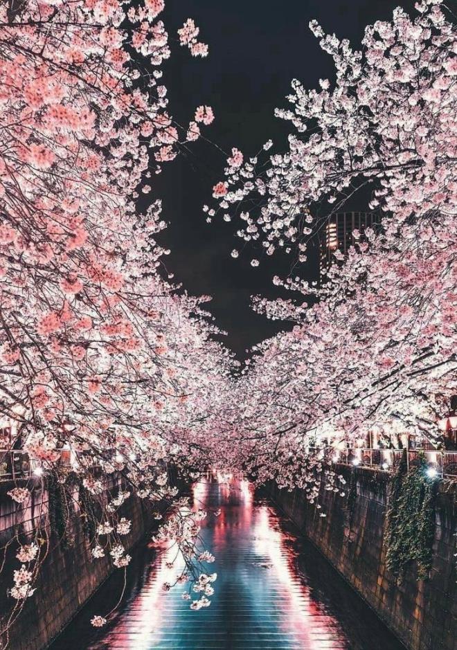 Thuyền vượt sông dưới thành phố Kyoto nở hoa, gợi liên tưởng đến những bộ phim lãng mạn.