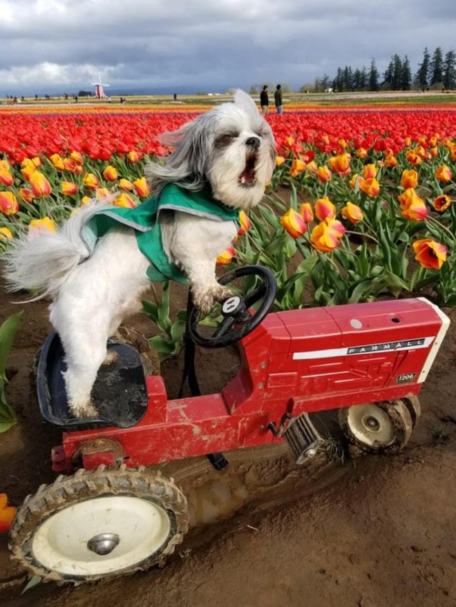 Chú chó nhà nông Benji chào mùa xuân bên cánh đồng hoa tulip.