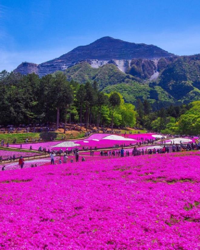 Những bông hoa trải dài phủ kín mặt đất trong công viên Hitsujiyama, Nhật Bản.