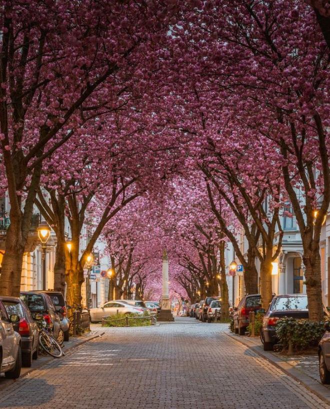 Màu hồng bừng lên ở Bonn, Đức. Thật tuyệt khi được ngắm hoa xuân rực rỡ trong ngày đầu năm mới 2021 phải không?