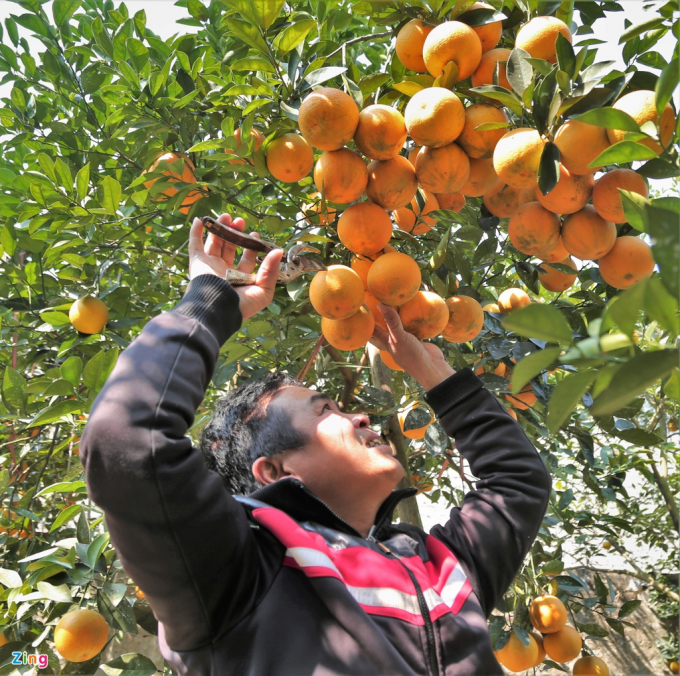 Gia đình ông Nguyễn Văn Thọ (51 tuổi, trú xã Quyết Thắng, xã Nghi Diên) có 71 gốc cam, hiện còn khoảng 8.000 quả chờ bán dịp Tết.