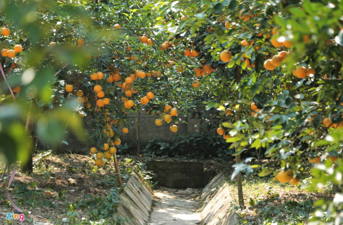 Cam Xã Đoài ở xã Nghi Diên, huyện Nghi Lộc (Nghệ An) được xem là loại cam đắt nhất hiện nay ở các tỉnh miền Trung. Người dân địa phương cho biết nguồn gốc của giống cam này xuất phát từ châu Âu, được người Pháp đưa về địa phương trồng hơn 100 năm trước.