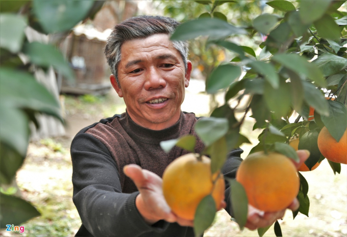 Ông Cường (59 tuổi, trú thôn Quyết Thắng, xã Nghi Diên) có gần 70 gốc cam đã cho quả, trong đó có 2 gốc cam giống tuổi đời hơn 30 năm. Ngoài cho quả, hai gốc cam này được chiết cành để nhân giống thêm.