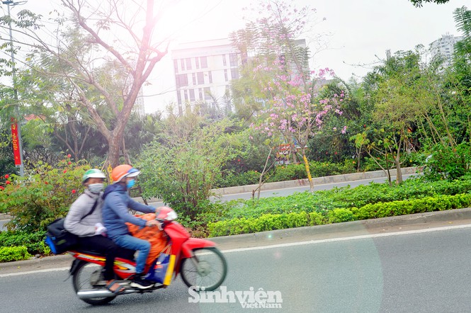 Hoa ban nở khắp phố phường Thủ đô Hà Nội.