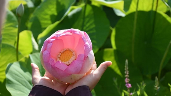 Bao dung và yêu thương là liều thuốc giúp trái tim trở nên dịu dàng, bình yên trước mọi sóng gió cuộc đời.