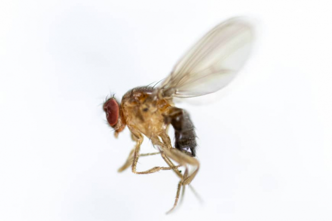Một nghiên cứu trên ruồi giấm đã xác định cách để kích hoạt chức năng trao đổi chất trong các tế bào giúp tăng tuổi thọ của chúng