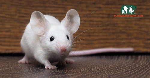 Ngoài ruồi giấm, chuột bạch cũng là đối tượng được các nhà nghiên cứu thử nghiệm cơ chế này do chúng có bộ gen gần giống con người