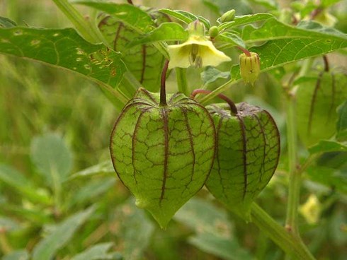 Cây tầm bóp (cây thù lù cạnh, cây lồng đèn) có tên khoa học là physalis angulata, thuộc họ Cà, có nguồn gốc từ vùng nhiệt đới châu Mỹ - Ảnh minh họa: Internet
