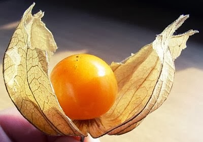 Dân gian thường ăn quả tầm bóp chín để trị đờm, thanh nhiệt, trị thủy thũng - Ảnh minh họa: Internet
