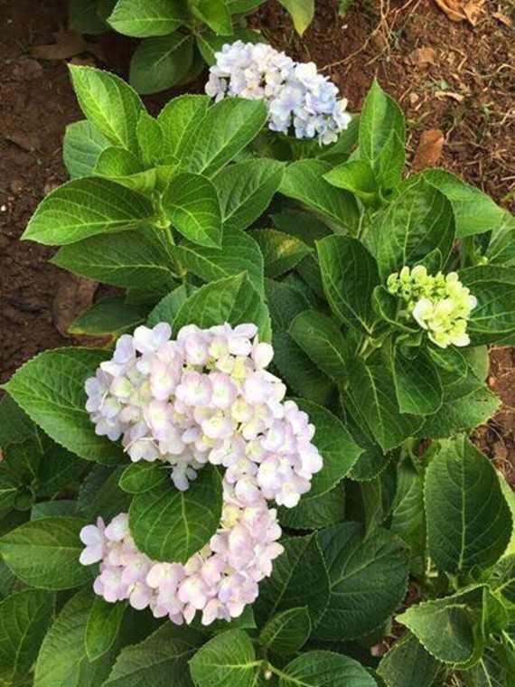  Hoa cẩm tú cầu được bà mẹ ba con chọn giống đem về trồng trong sân vườn.