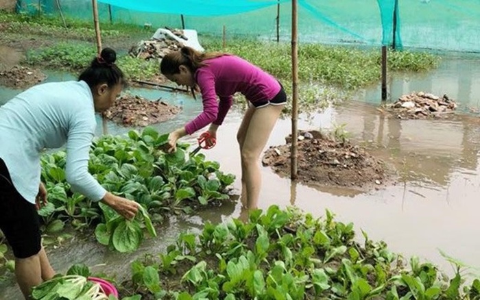  Phương Lê cùng người giúp việc đi thu hoạch rau cải, rau muống trong khu vườn sau nhà. Người đẹp thường xuyên khoe thành quả làm nông của mình trên trang cá nhân.