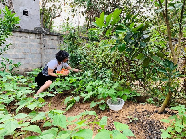  Không chỉ để nghỉ dưỡng, vợ chồng nam diễn viên còn trồng nhiều loại rau sạch trong vườn để có thể tự tay thu hoạch, làm nguyên liệu cho những bữa ăn ngon cho gia đình.