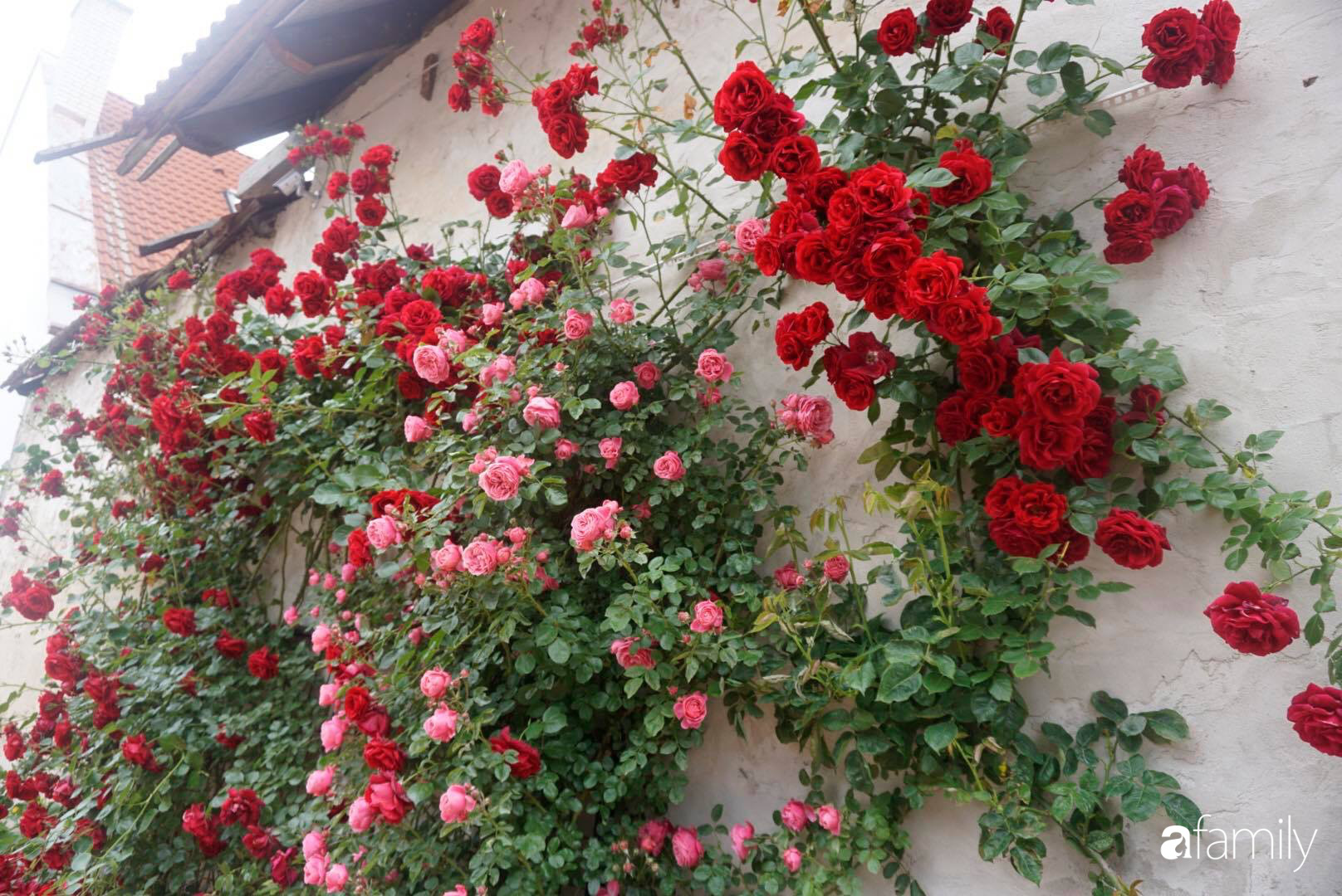  Vườn hồng hàng nghìn bông nở cùng lúc.