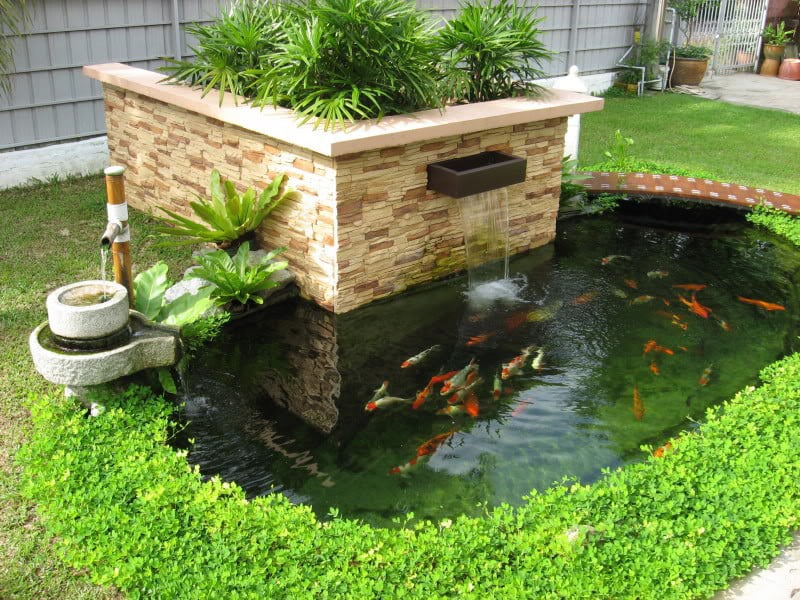 Viền cỏ xanh tươi xung quanh hồ cá...