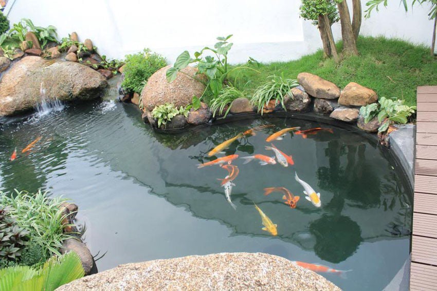 Hồ cá đẹp tự nhiên.