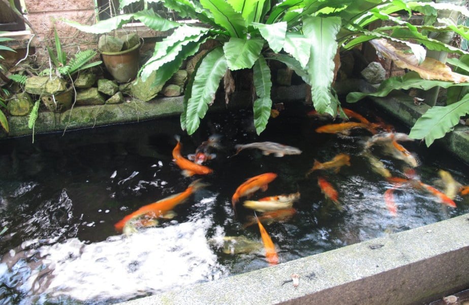 Hồ cá mini nhỏ xinh ở sân nhà.