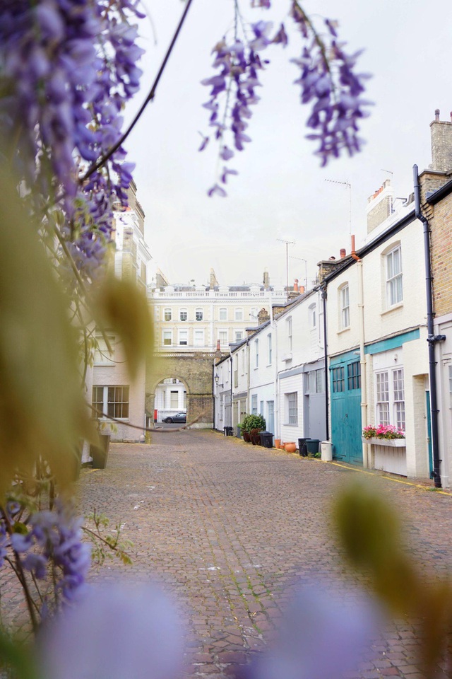  Nếu có dịp ghé thăm Luân Đôn, nhất định bạn phải đến với những khu phố nổi tiếng với loài hoa tử đằng. Đó là Kensington, Ensor Mews, Cheyne Walk, Christchurch Street, Chelsea Manor Street,… (Ảnh: Pinterest)