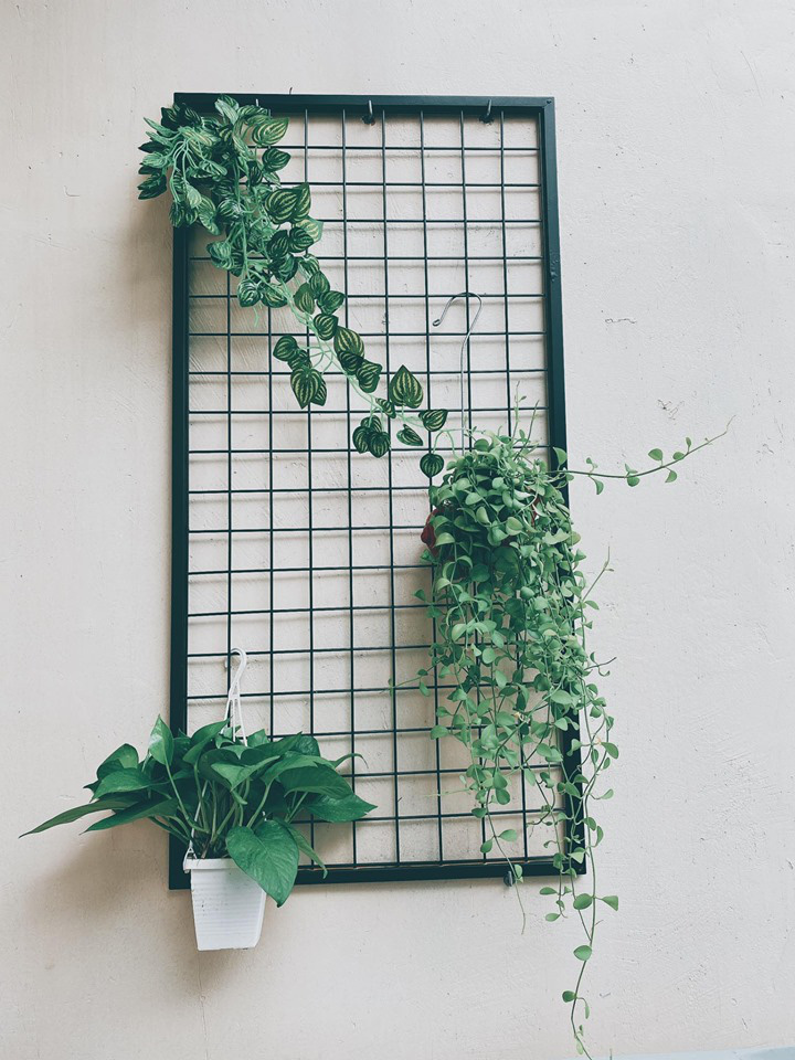 Chi phí mua cây là đắt đỏ nhất.