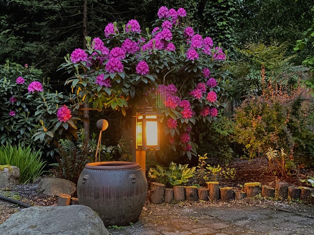  Để khu vườn luôn xanh tốt chị Hiếu dành nhiều thời gian chăm sóc cây, hoa. 
